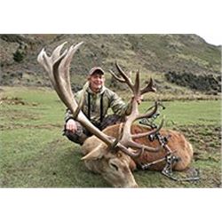 New Zealand Red Stag and Fallow Hind hunt with Spey Creek Outfitters