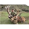 Image 1 : New Zealand Red Stag and Fallow Hind hunt with Spey Creek Outfitters