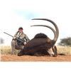 Image 9 : South African plains game Phillip Bronkhorst Safaris for 1 hunter and one observer AND One African A
