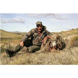 Argentina Multihorn Sheep hunt with Algar Safaris