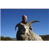 Image 2 : Argentina Multihorn Sheep hunt with Algar Safaris