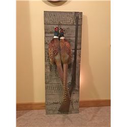 38a Hanging Pheasant mount by Tom Helm
