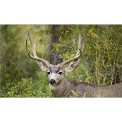 Washington State Governor's Blacktail Deer Tag