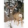 Image 2 : Oregon State Access & Habitat Board Statewide Deer Tag