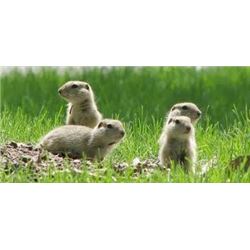 "Sage Rat" Shooting Extraviganza