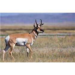 Wyoming Archery Antelope HuntPronghorn Ranch LLC