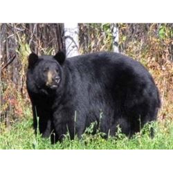 Bear Hunt in Ontario, Canada