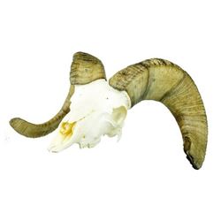 Set of Washington State Bighorn Ram Sheep Horns
