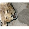 Image 2 : Lion Rug