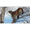 Image 1 : Mountain Lion Hunt in Nevada for 1 hunter