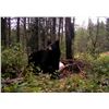 Image 1 : 7 Day Black Bear Hunt in Ontario for 2 Hunters