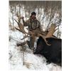 Image 1 : 7 Day Alberta Rifle Moose Hunt