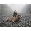 Image 1 : Eastern (Dagestan Tur) Hunt in Azerbaijan