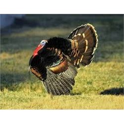 3 Day Rio Turkey/Hog/Predator hunt for 2 in Texas