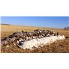 Image 2 : 3 Day Snow Goose hunt for 5 in Arkansas