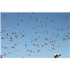 Image 3 : 3 Day Snow Goose hunt for 5 in Arkansas