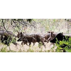 3 Day Hog/Predator Combo Hunt for 2 in Texas