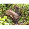 Image 1 : 6-Day Elk - Deer combo archery hunt in Alberta