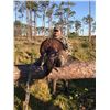 Image 1 : Osceola Turkey Hunt for 2 Hunters in Florida