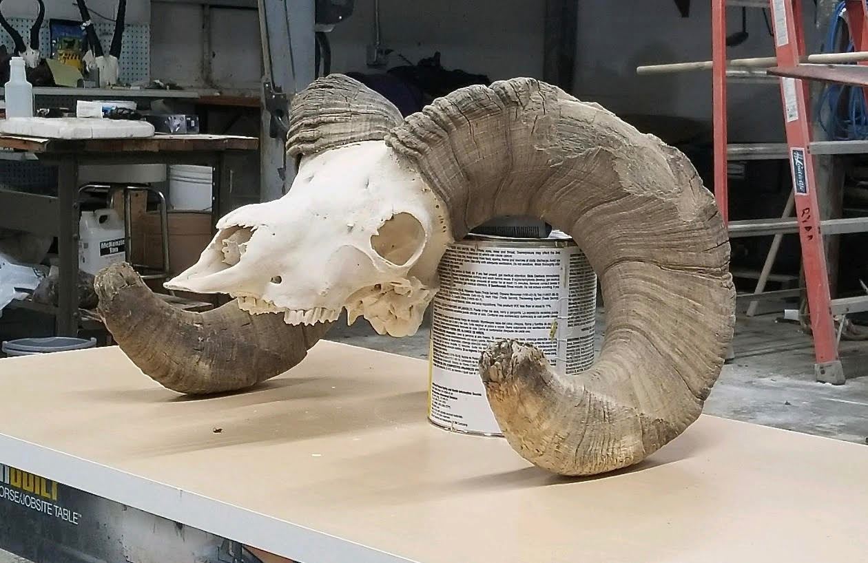 South Dakota Big Horn Skull