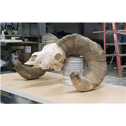 South Dakota Big Horn Skull