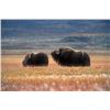 Image 1 : 3 Day Greenland Musk Ox