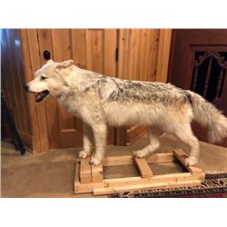 Taxidermy Wolf