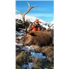 Image 1 : 5 Day Rifle Guided Elk hunt in Colorado for one hunter