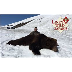 6 Day Russian Brown Bear Hunt for 1 hunter