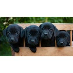 Pick of the Litter Black Lab Puppy