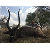 Image 1 : South Africa Nyala and Dwarf Antelope Safari