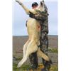 Image 2 : Alaska Fall Wolf & Wolverine Combo Hunt
