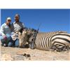 Image 1 : Namibia Mountain Zebra & Springbok Safari for 2 Hunters