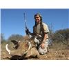Image 2 : South Africa Trophy Kudu, Wingshooting and Plains Game Cull Hunt for 2