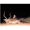 Image 3 : South Africa Trophy Kudu, Wingshooting and Plains Game Cull Hunt for 2