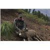Image 2 : Idaho Wilderness Horseback Horseback Mule Deer Hunt for 1 Hunter