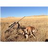 Image 4 : Wyoming Pronghorn Antelope Hunt for 2 Hunters
