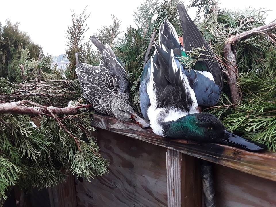 Maryland Chesapeake Bay Waterfowl Hunt for 4