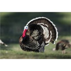 Nebraska Youth Turkey Hunt