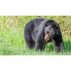 California Black Bear Hunt