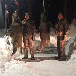 3-day Giant Boar Hunt in UP Michigan for 1 hunter