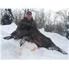Image 3 : 3-day Giant Boar Hunt in UP Michigan for 1 hunter
