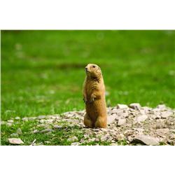 Prairie Dog Hunt in Montana for 4