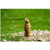 Image 1 : Prairie Dog Hunt in Montana for 4