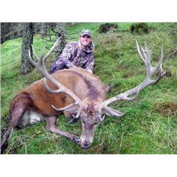 Red Stag Hunt in Scotland