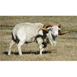 7-day Argentina Texas Dall, Multihorn & Hybrid Sheep for 2-hunters