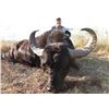 Image 2 : 7-day Argentina Texas Dall, Multihorn & Hybrid Sheep for 2-hunters