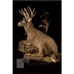 Taxidermy Certificate