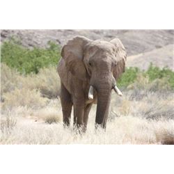 Namibia Trophy Bull Elephant Hunt, IMPORTABLE INTO THE USA for 1 Hunter