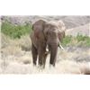 Image 1 : Namibia Trophy Bull Elephant Hunt, IMPORTABLE INTO THE USA for 1 Hunter